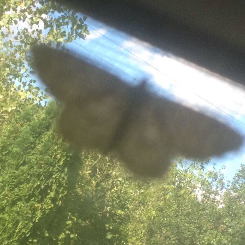 Meet your Posher, Ayesha